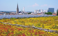 Basel exhibition centre green roof